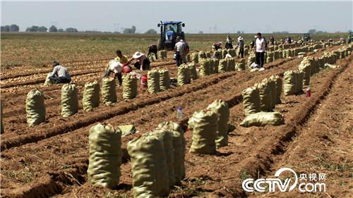 土里挖出金蛋蛋，一年卖出2000万 农产品的财富密码