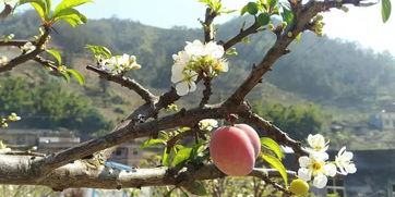 农产品盛宴，味蕾狂欢——全市优质农产品展销会明日盛大开幕