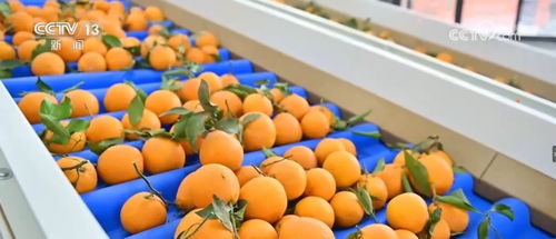 丰收的味道 各地水果采收季喜迎甜蜜收获，初级农产品销售正当时