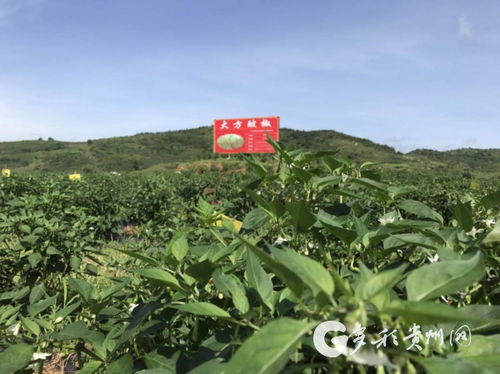 多彩贵州网 大方辣椒产销两旺，助力农户增收致富